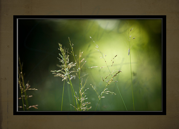 7x5 Card Back_GRASS