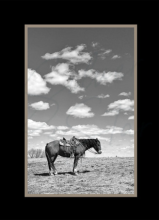 horse_black