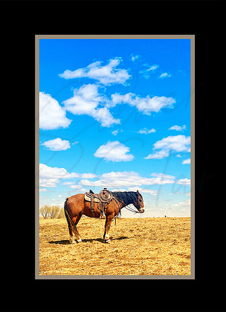 horse_color