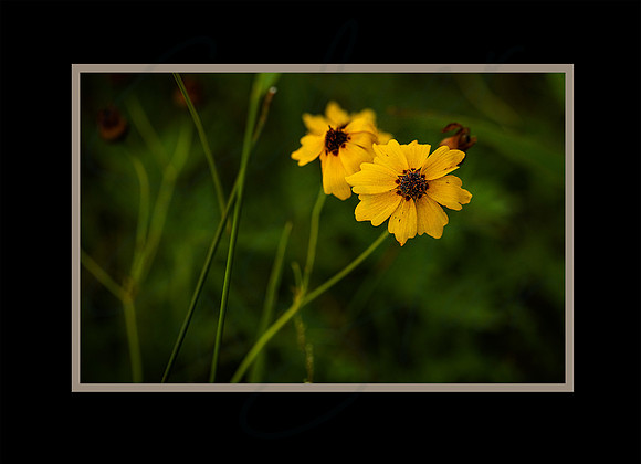 tickseed