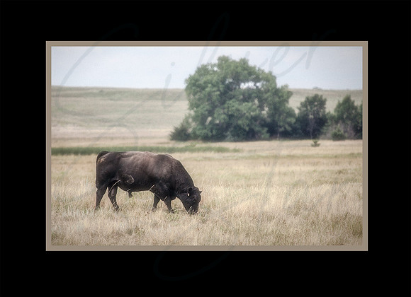 bull