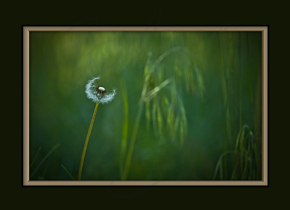7x5 Card Back_DANDELION