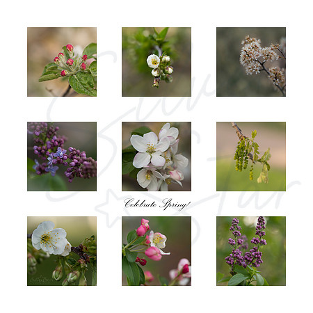 20x20Flowers