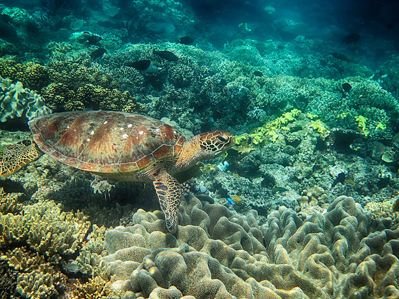 IMG_0059_cairns_greatbarrierreef