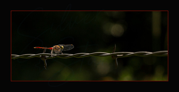 8x4 Flat Card_DRAGON FLY