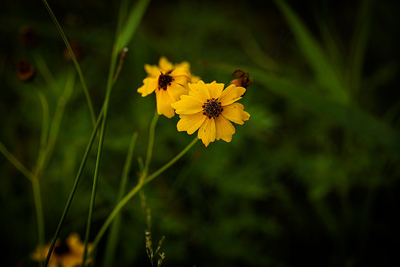 IMG_3554 leavenworth tickseed
