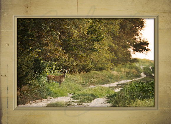 7x5 Card Back_DEER