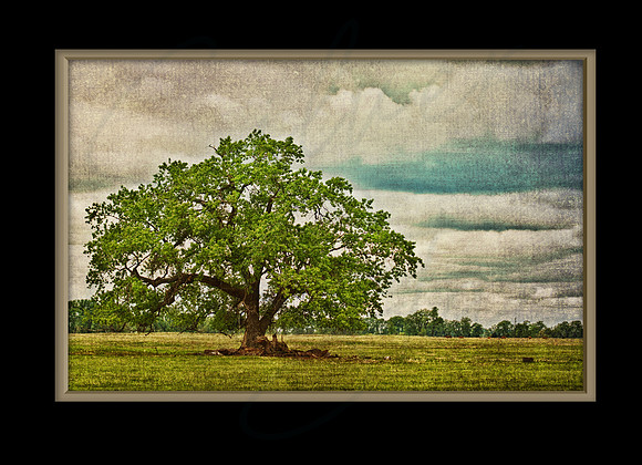 7x5 Card Back_ameliastreeb